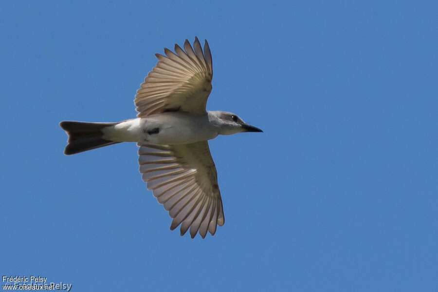 Grey Kingbird, Flight