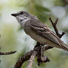 Tyranneau suiriri