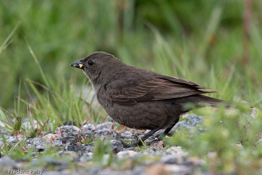 Shiny Cowbird female