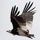 Vautour à tête blanche