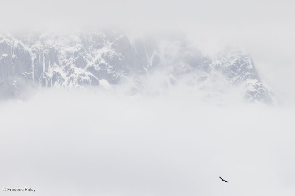 Vautour de l'Himalaya