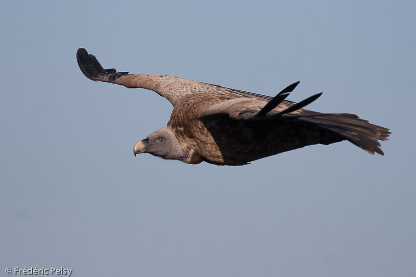 Rüppell's Vulture