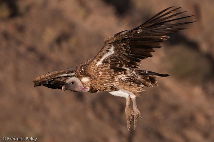 Rüppell's Vulture