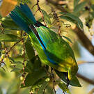 Verdin à ailes bleues
