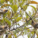 Yuhina à cou roux