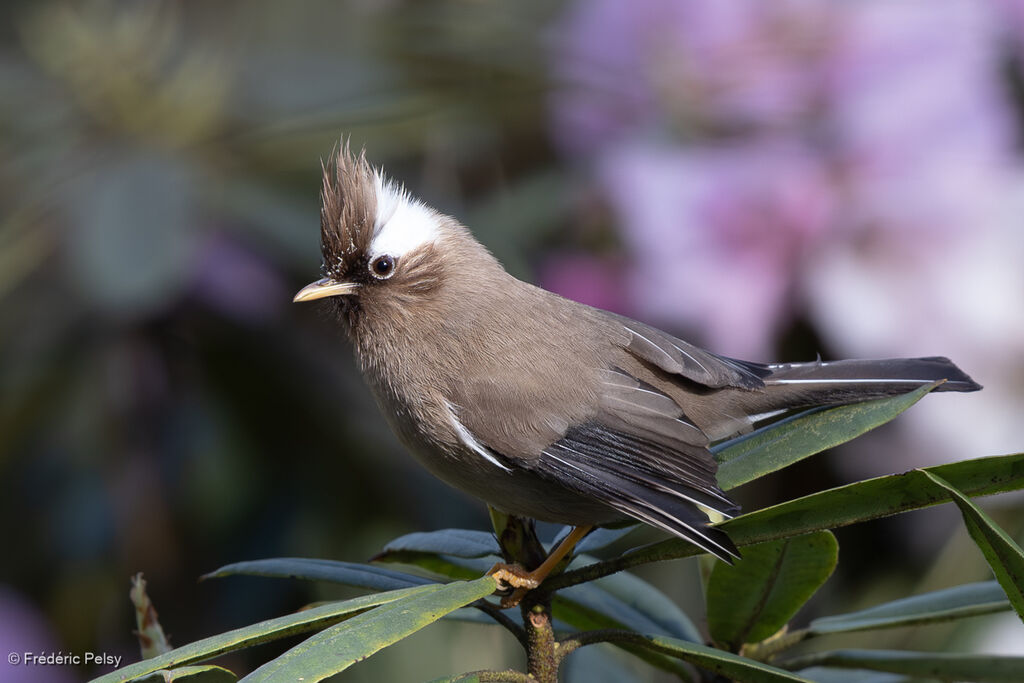 Yuhina à diadème