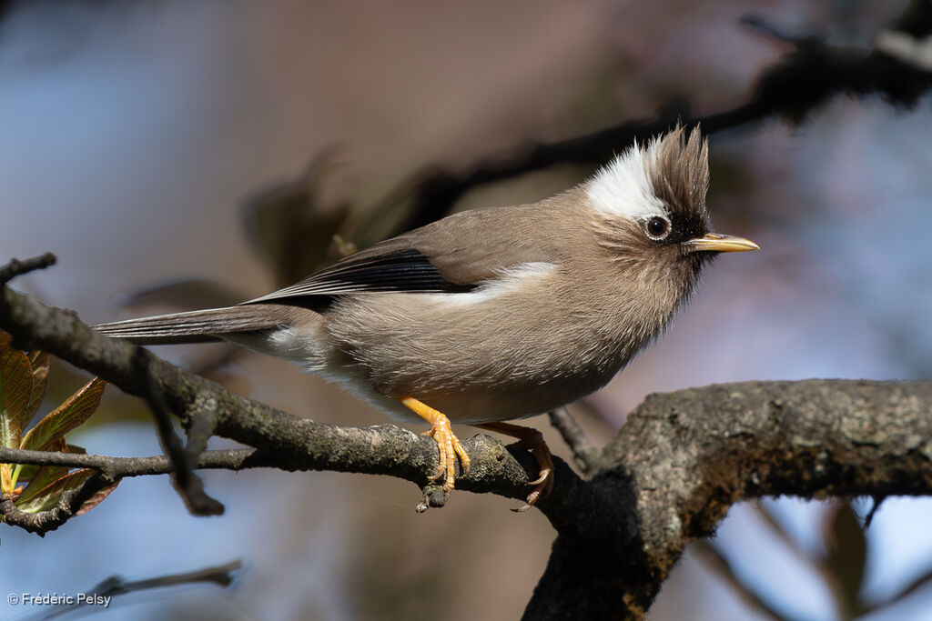 Yuhina à diadème