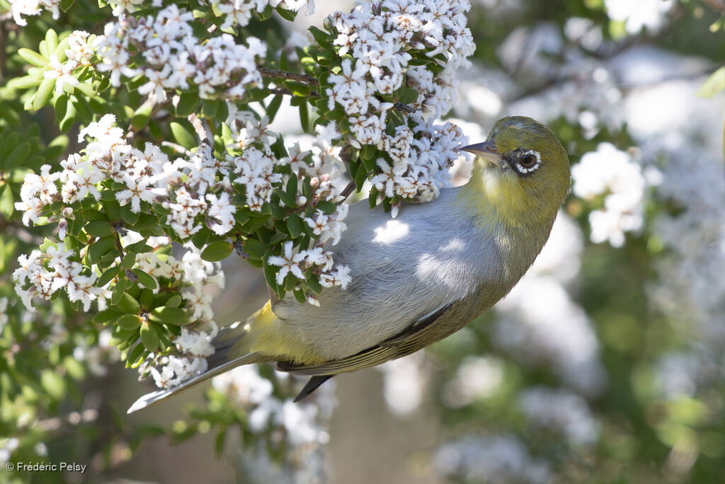 Zostérops à dos gris