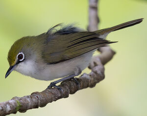 Zostérops de Christmas