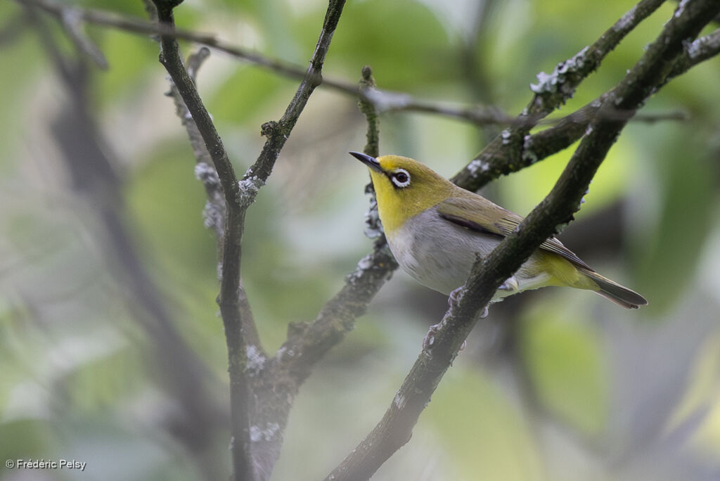 Swinhoe's White-eye