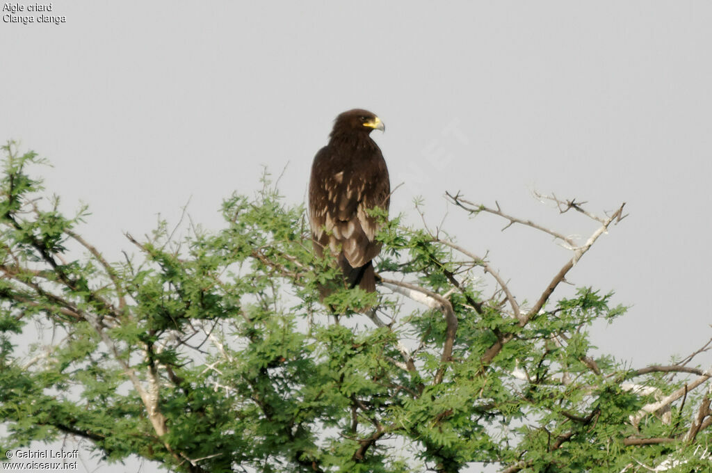 Aigle criard