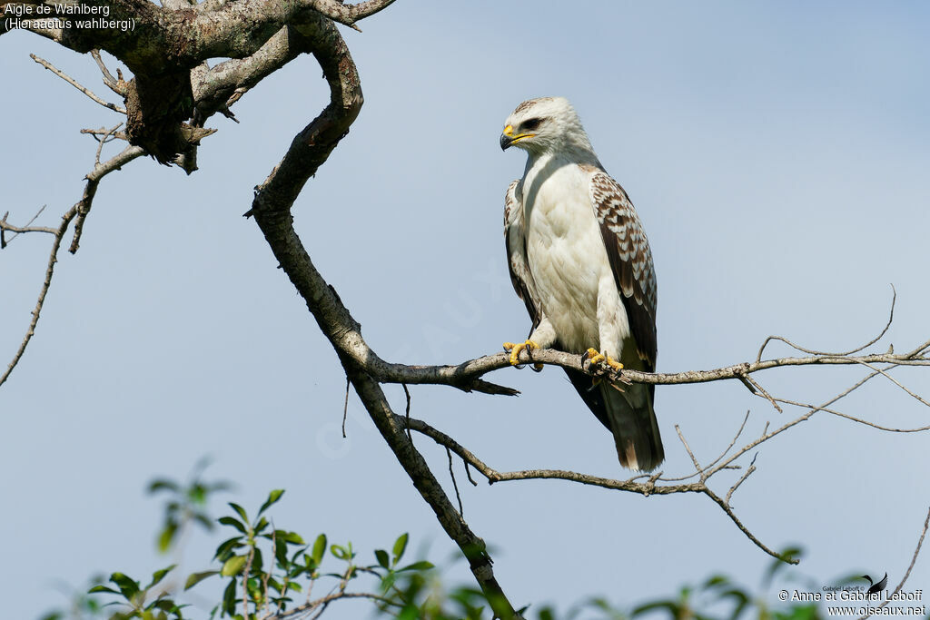 Wahlberg's Eagle
