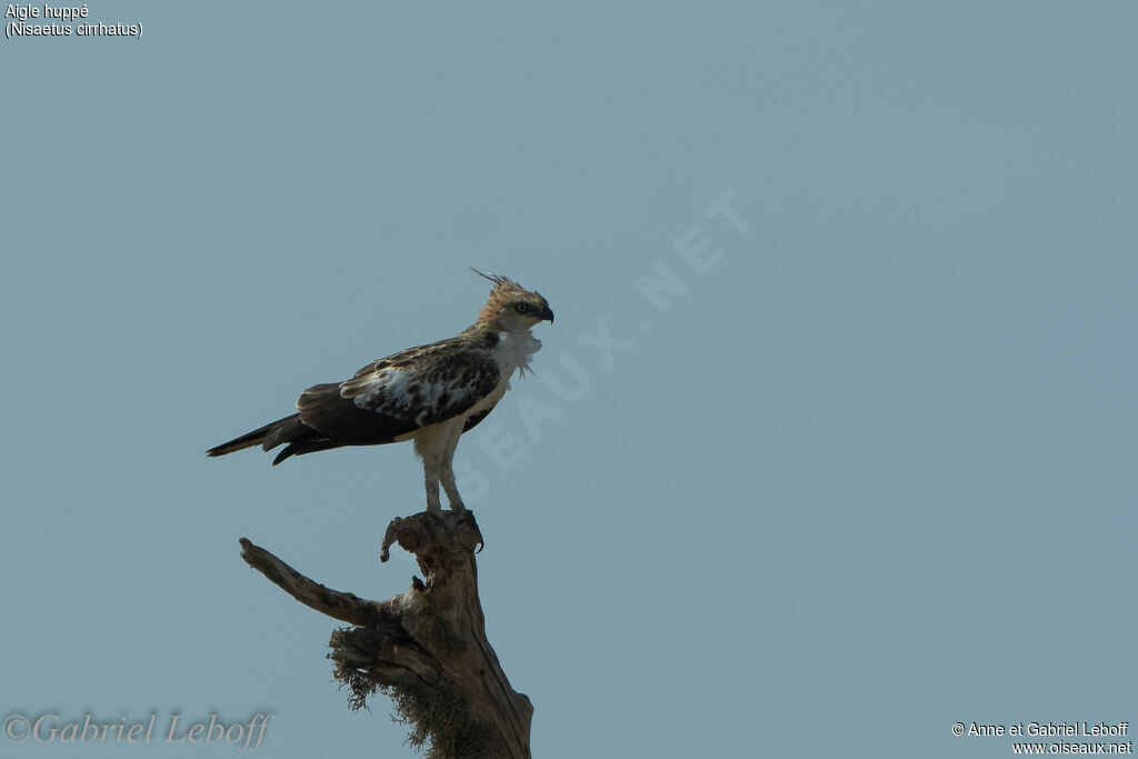 Aigle huppéimmature
