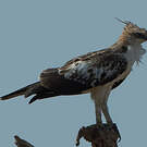 Aigle huppé