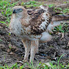 Aigle huppé