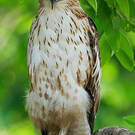 Aigle huppé