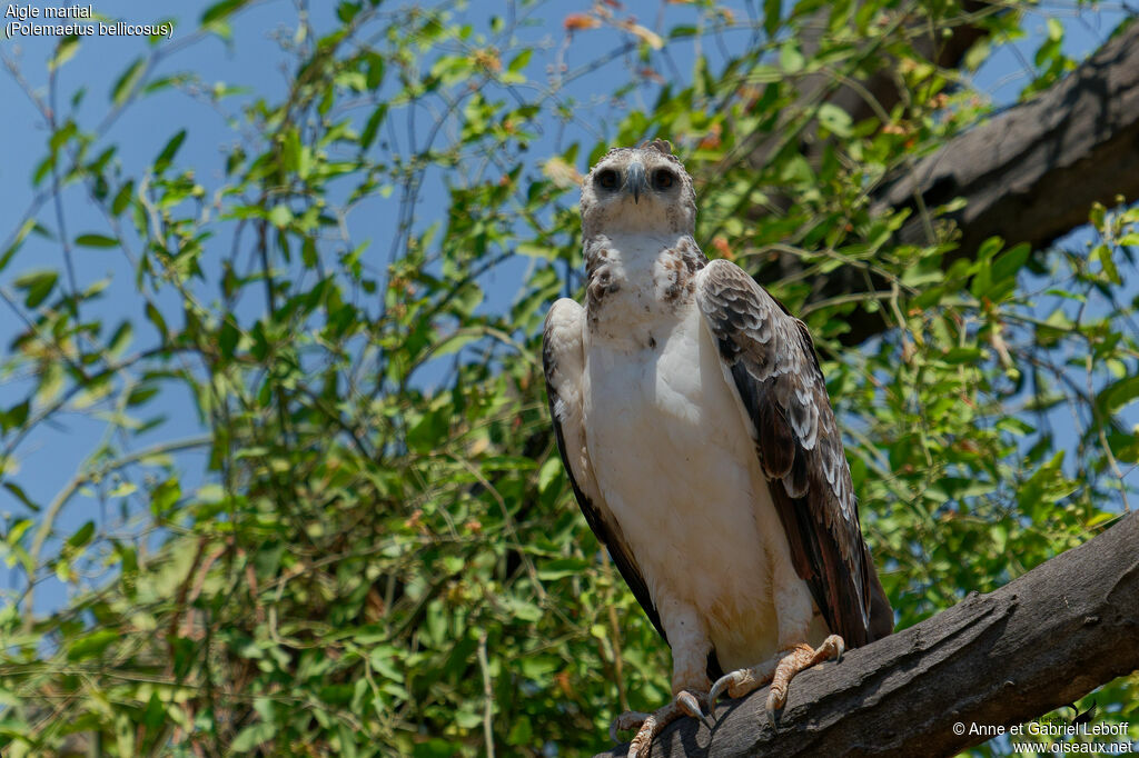 Aigle martial2ème année