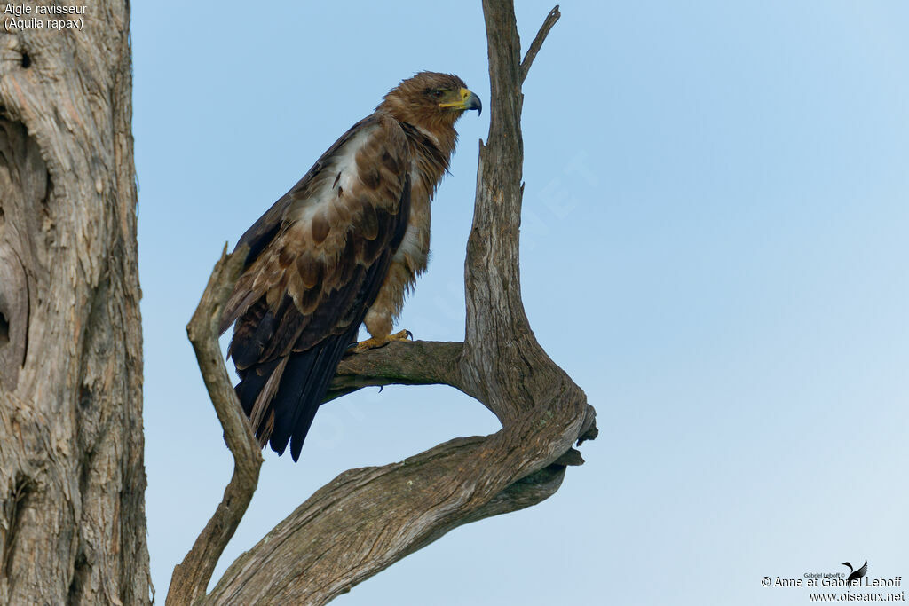 Tawny Eagle