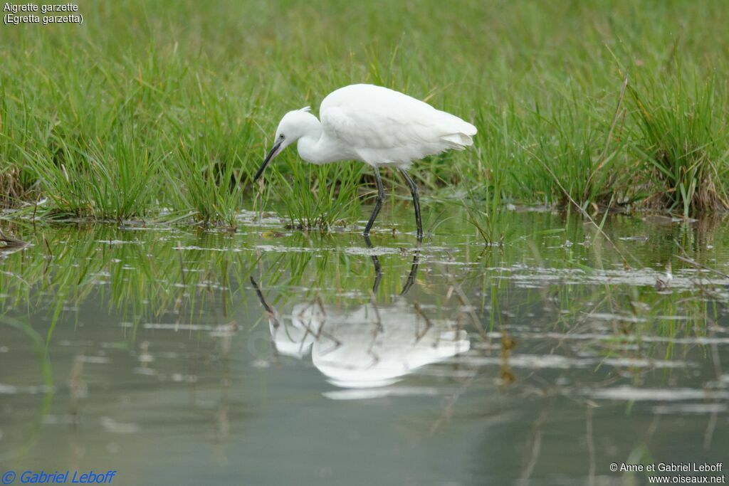 Little Egret