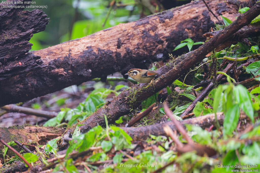 Rufous-winged Fulvetta