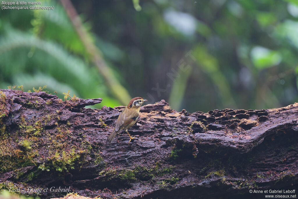 Rufous-winged Fulvetta
