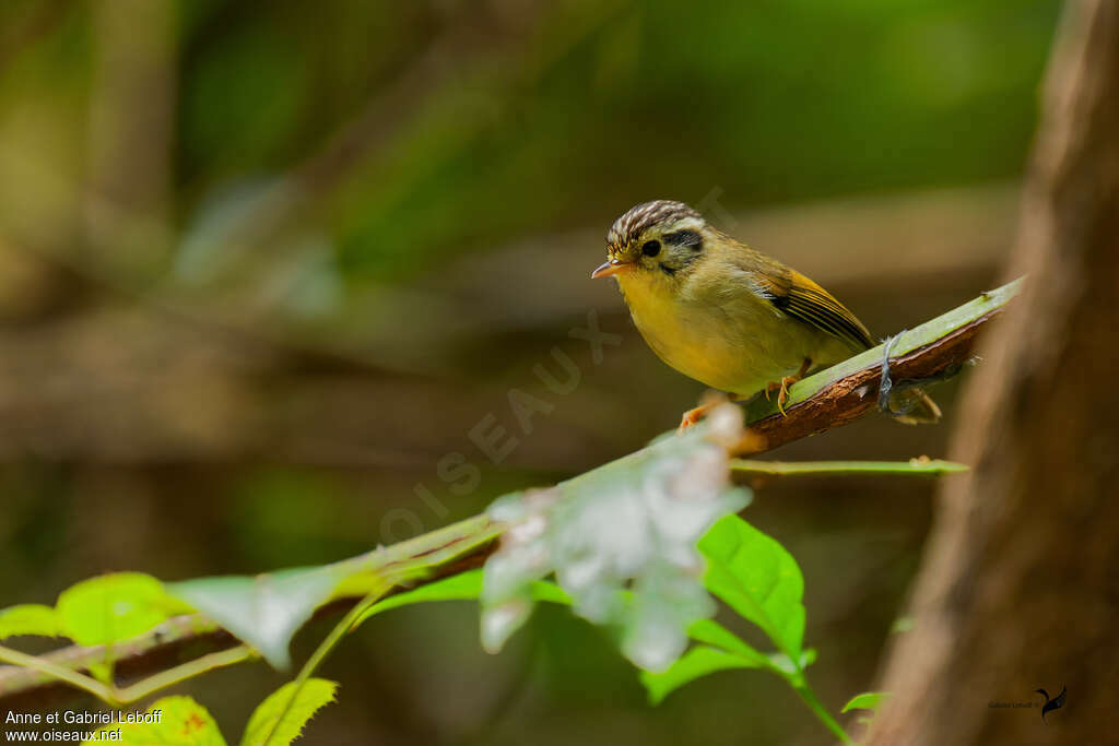 Black-crowned Fulvetta