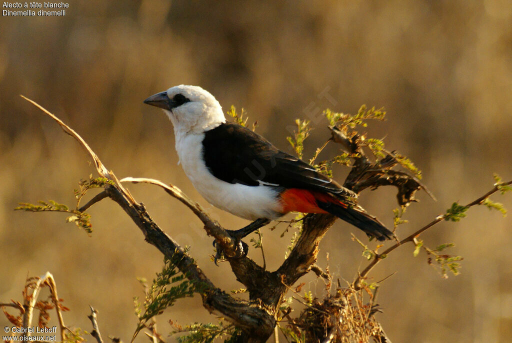 White-headed Buffalo Weaver