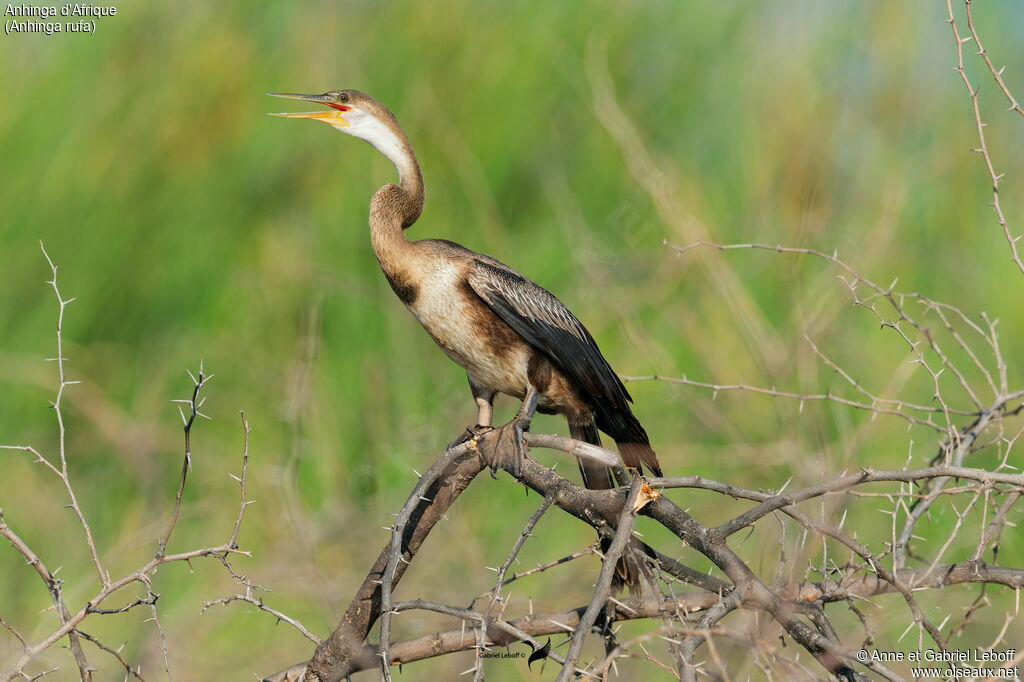 Anhinga d'Afrique