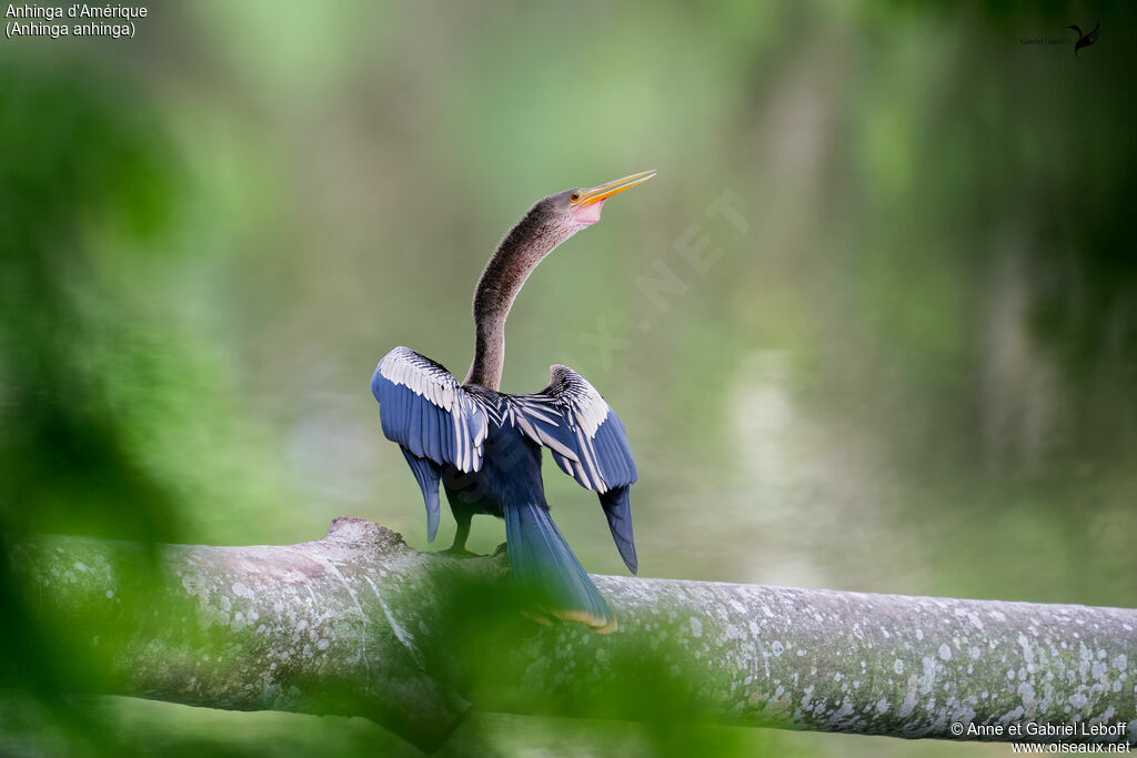 Anhinga