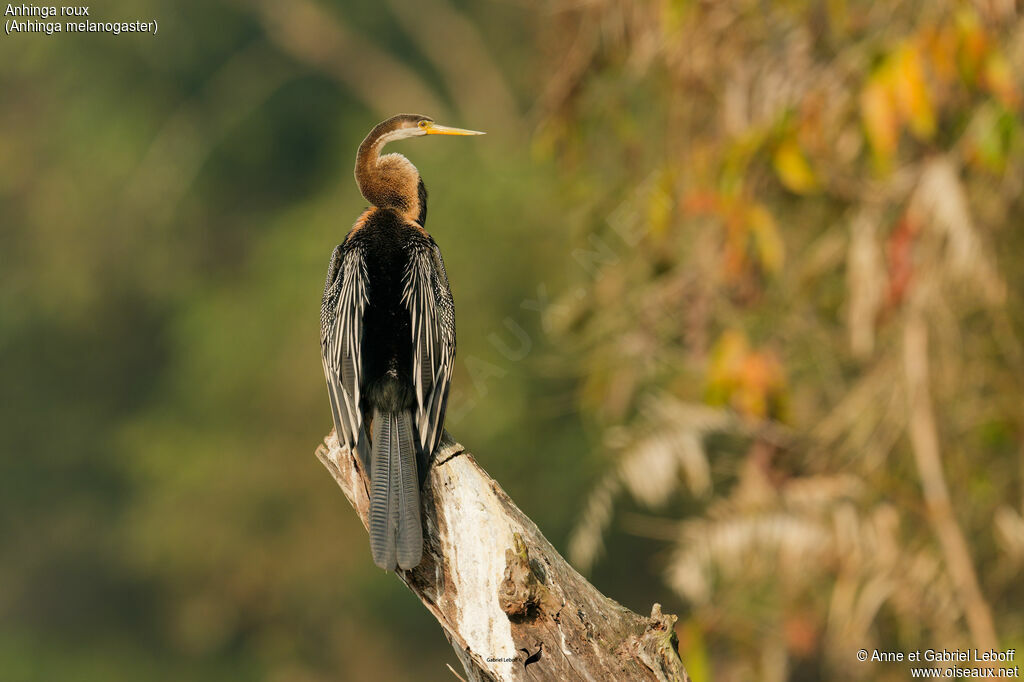 Anhinga roux