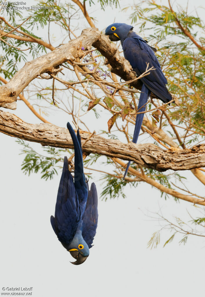 Hyacinth Macaw