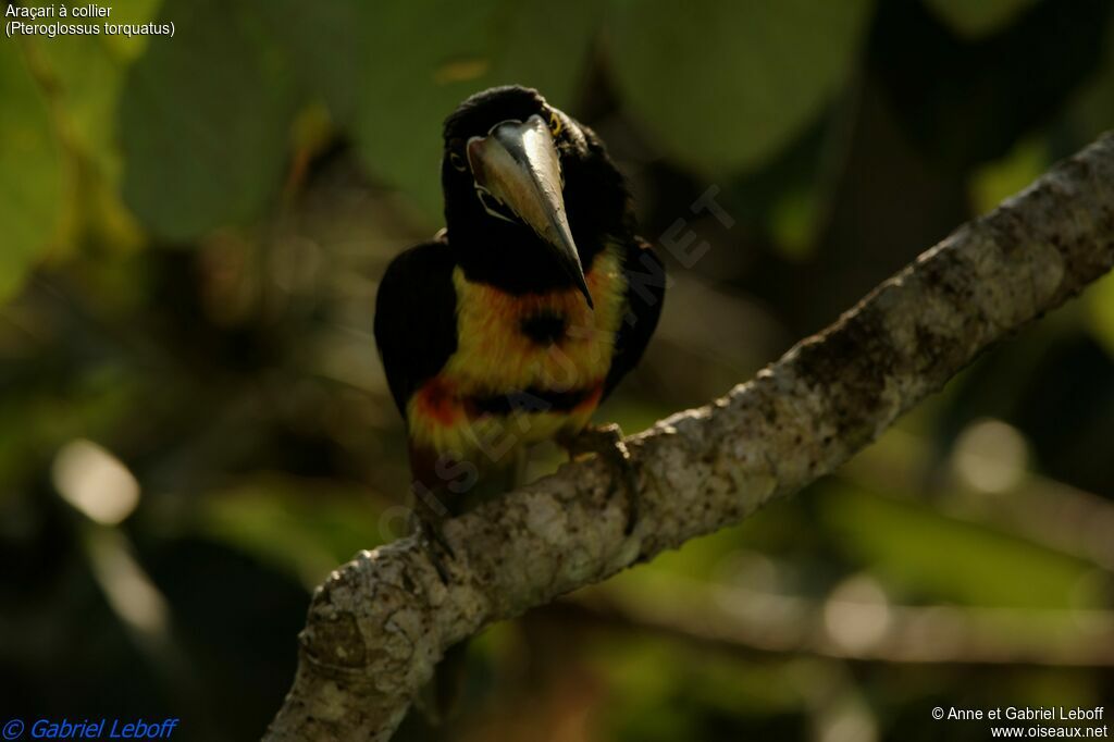 Collared Aracariadult