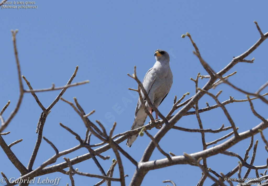 Eastern Chanting Goshawk