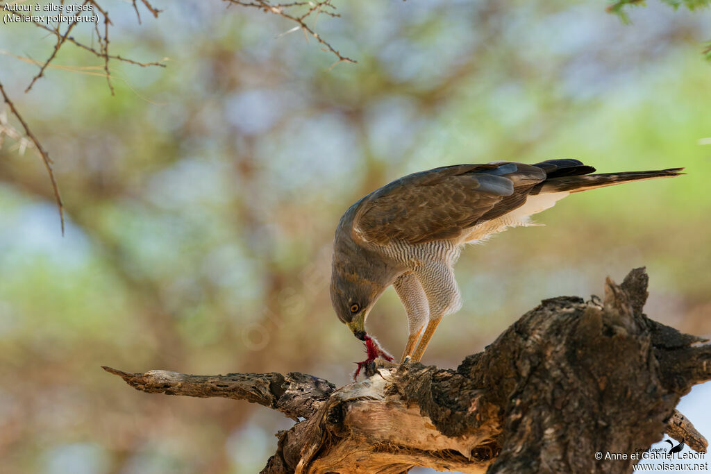 Autour à ailes grises, mange