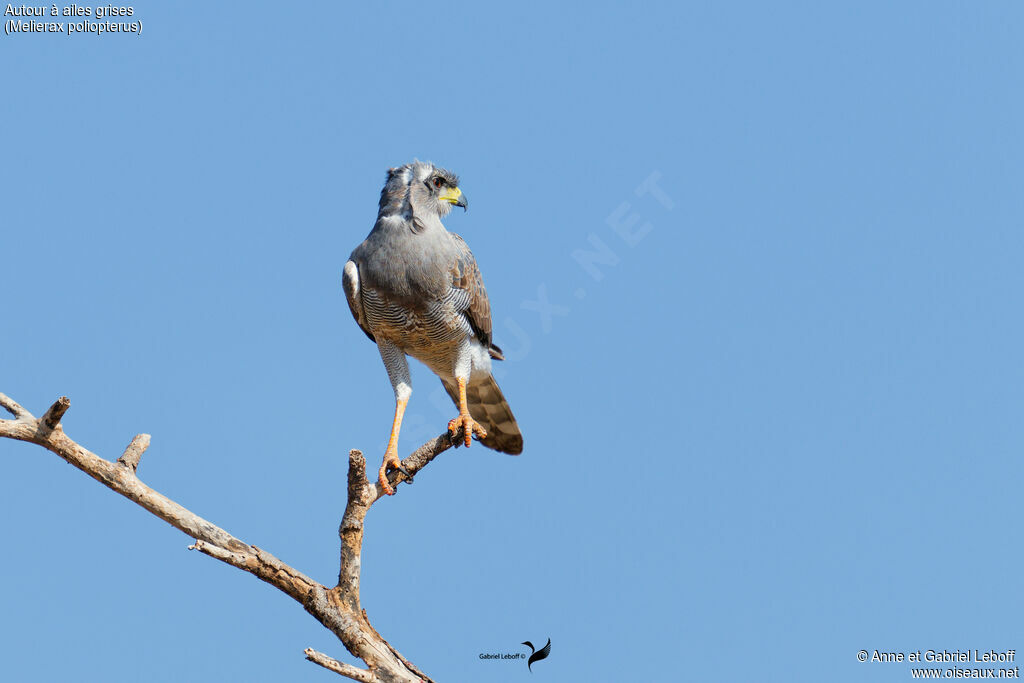 Autour à ailes grises