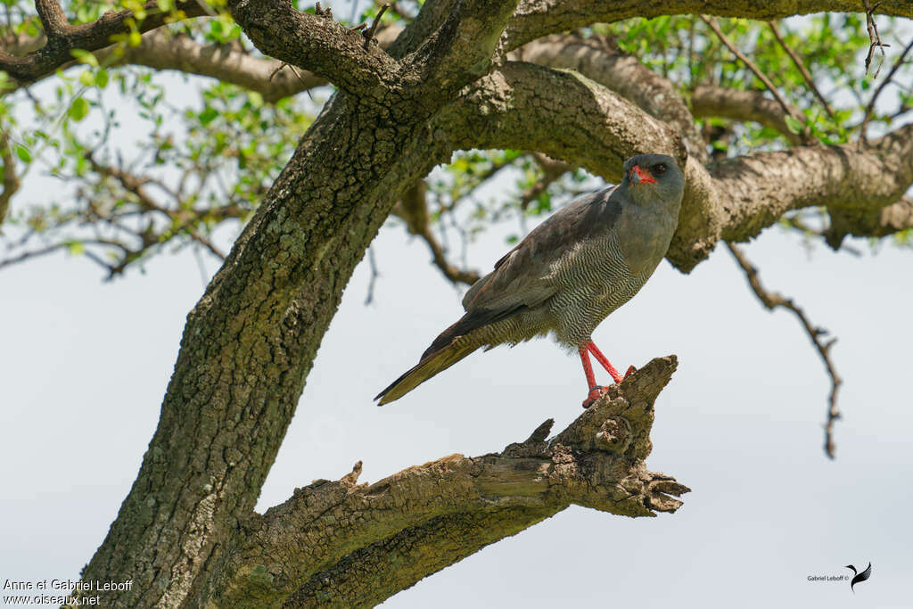 Dark Chanting Goshawkadult, habitat