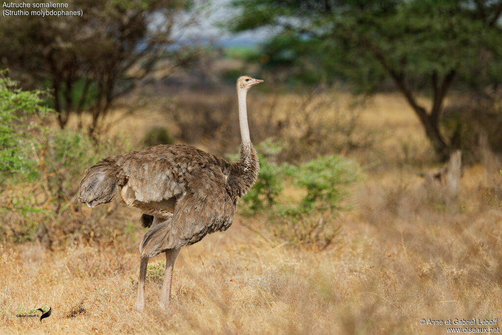 Autruche somalienne