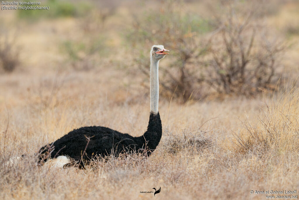 Autruche somalienne