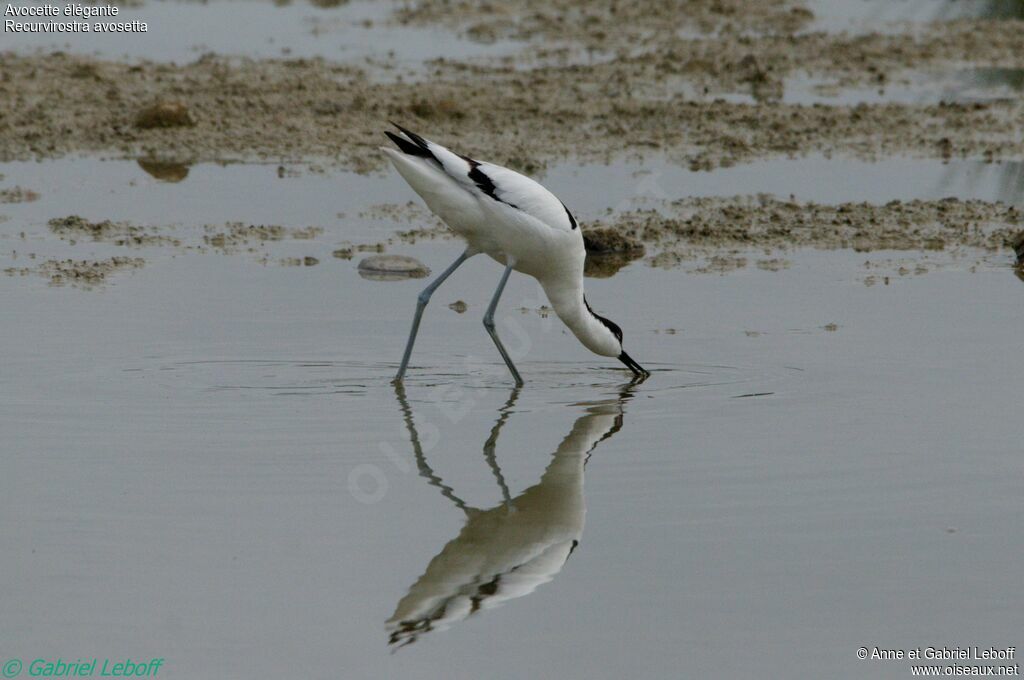 Avocette élégante