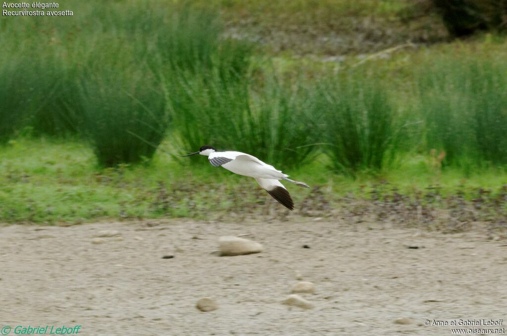 Avocette élégante