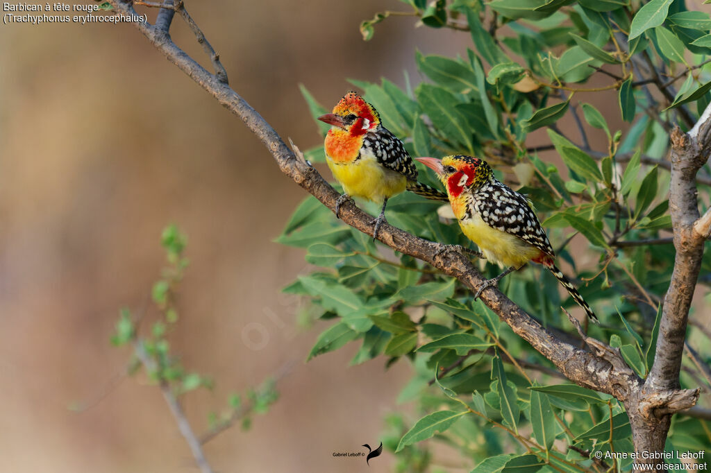Barbican à tête rouge