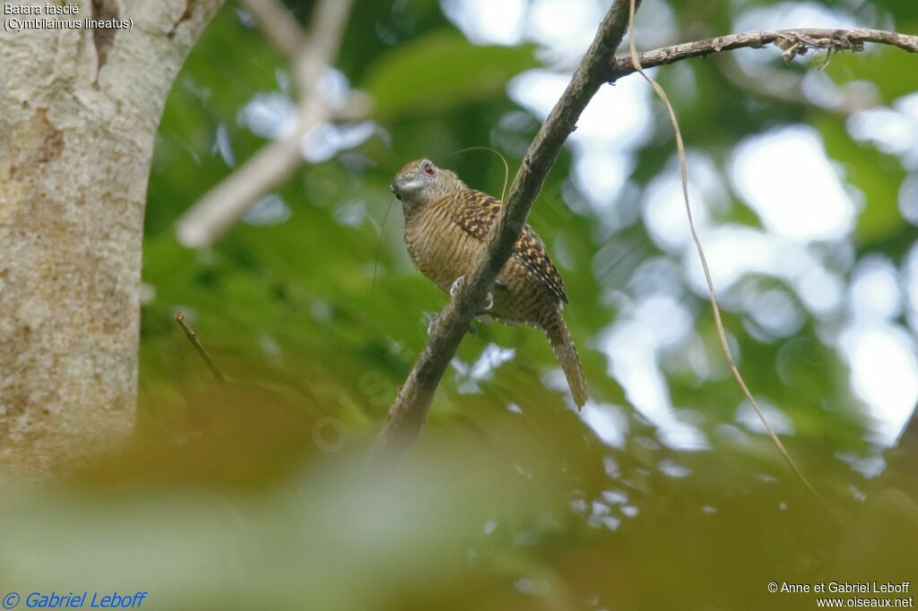 Fasciated Antshrike female adult