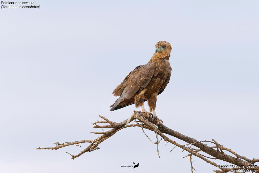 Bateleur des savanesimmature