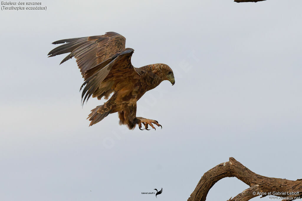Bateleur des savanesimmature, Vol