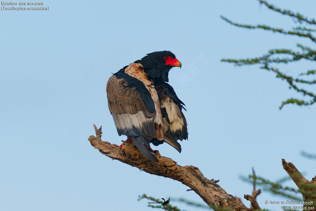 Bateleur des savanesadulte