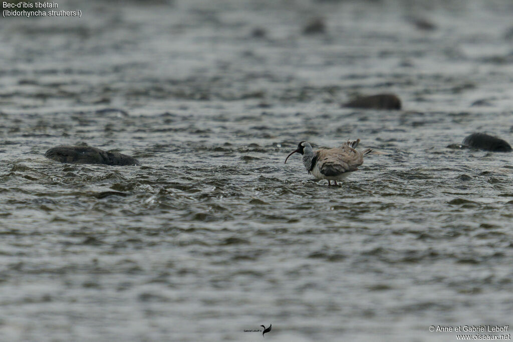 Bec-d'ibis tibétain