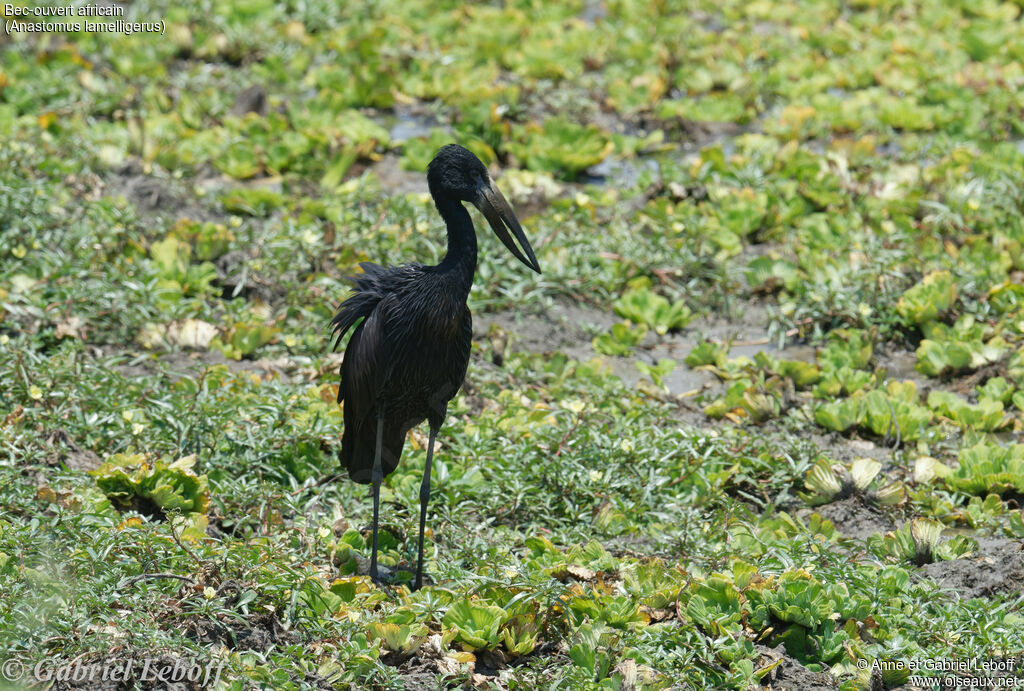 African Openbill