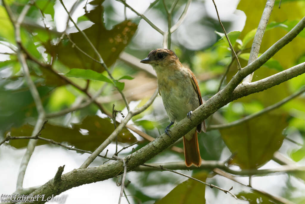 One-colored Becard male immature, identification