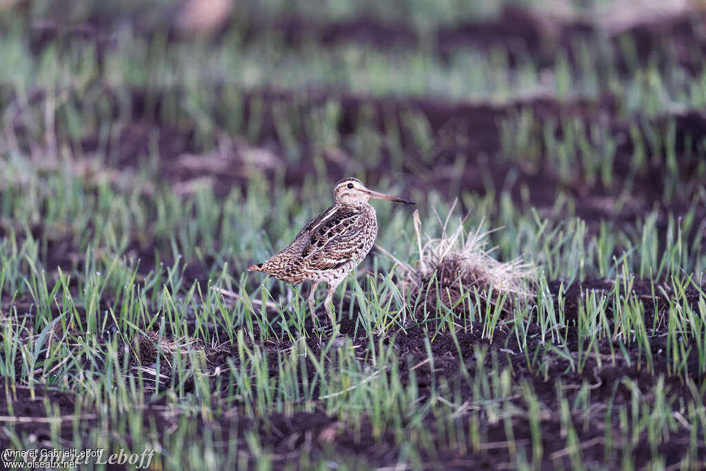 Great Snipe male adult breeding, habitat, pigmentation, Behaviour