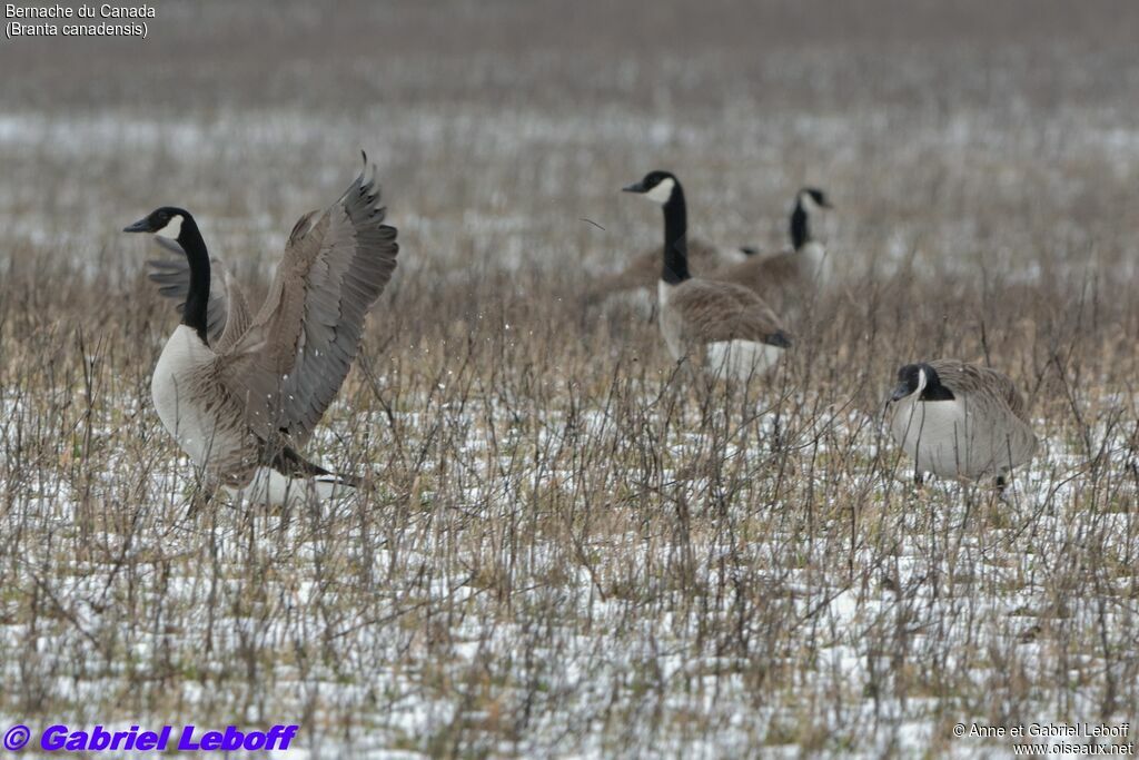 Canada Goose